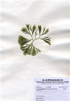 藏品(白果胞藻)的圖片